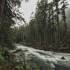 Ohanapecosh Campground