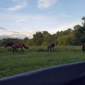 The horses came to get a snack next to our tent.