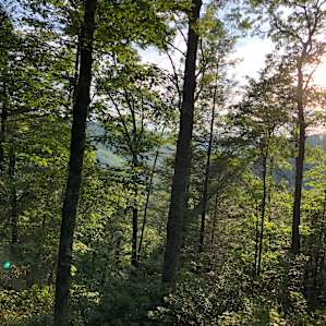 Deck View