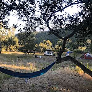 lots of trees and space