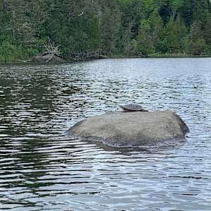 There's a big rock in the lake that painted turtles love to sunbathe on