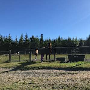 Farm animals