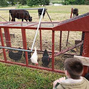 Chicken train