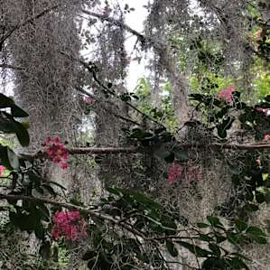Savannah / Coastal w/ Quiet Setting