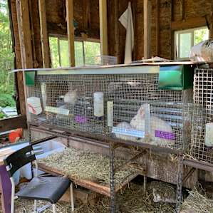 Angora rabbits—the farm sells their hair and makes fertilizer from the waste