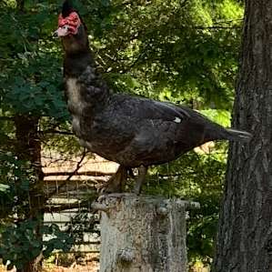 The farm’s male duck. Check out the Mohawk!