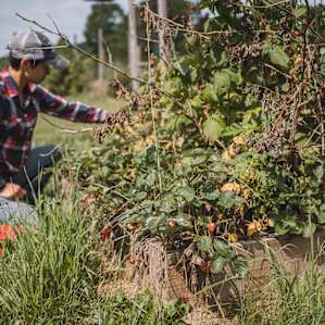 We loved picking the ripe raspberries and strawberries in the garden.