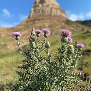 Rose Hill's Primitive Prairie