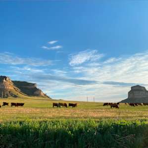 Rose Hill's Primitive Prairie