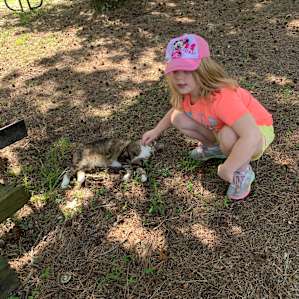 One of the many kitties on the farm