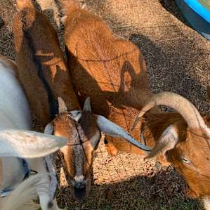 Very friendly and sweet goats. My daughter got to milk some!