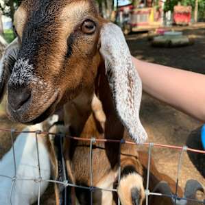 This is willow the baby goat. She is my new bff.