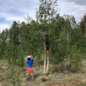 Clearing in the Aspen