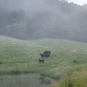 Moooo