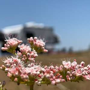 Poppy Lane of Glamping Temecula RV