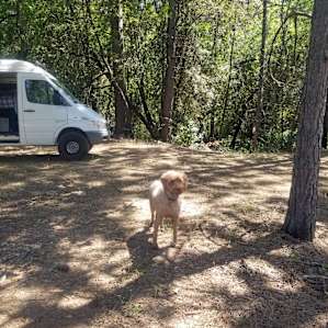 Camp Treefeathers