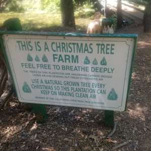 Camp Treefeathers