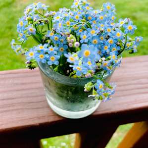 camping flowers