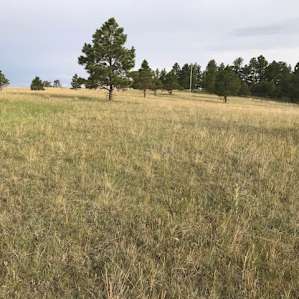 Camping with Goats and Alpacas