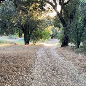 Stallion Oaks Ranch ~Tent Site
