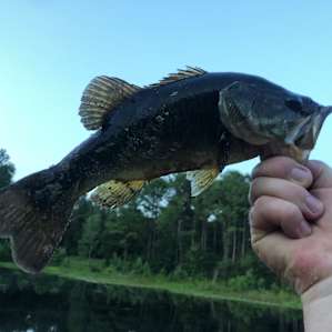 Nice sized bass