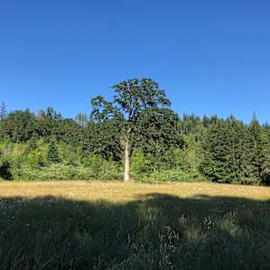 Open space behind cabin (all fully fenced in and safe for kids to roam)