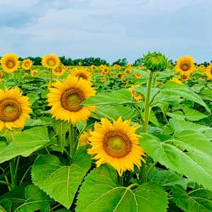 Sunflower fields just outside of Patti's property. Had to stop for a photo!