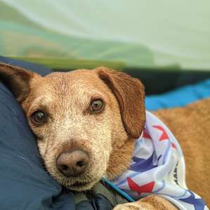 Charming Camping