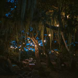 The mystical pygmy oak covering makes this a truly one of a kind campsite.