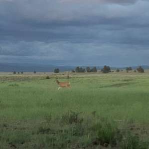 A few deer