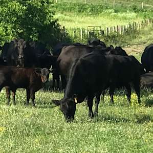 Pasture across the street