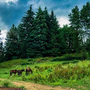 Horse Lovers Paradise - Hillside