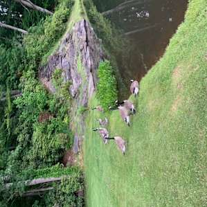 Photo of geese near the lake