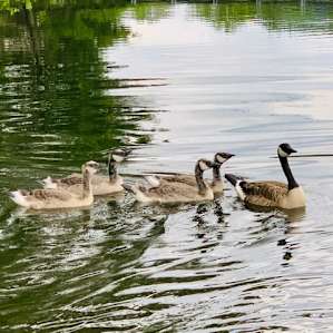 Geese and ducklings at LLH