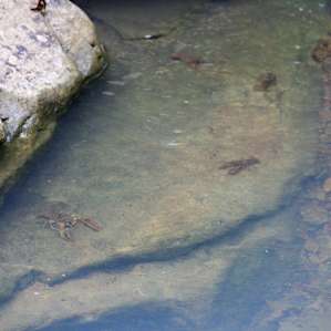 Crawdads and tadpoles a plenty. Kids loved catching them.