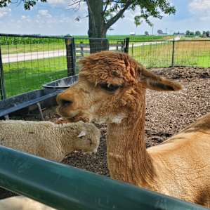 Serenity Fields Farm