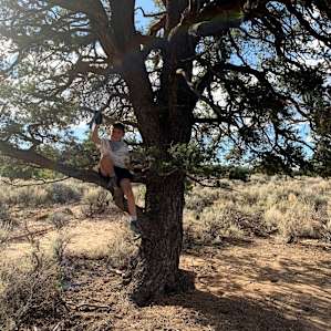Large Pinyon Tree For some needed shade this June