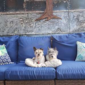 The fur babies