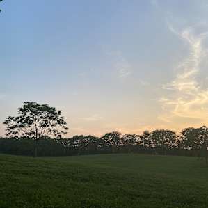 Cattail View