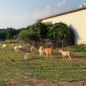 Toboggan Hill Farm