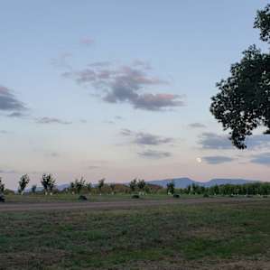 Hazelnut Orchard