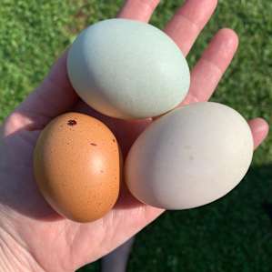 Farm fresh duck and chicken eggs