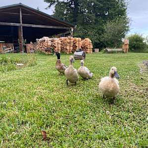 Lost Valley Farm Camp