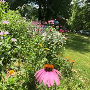McCully Heritage Project pond site