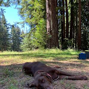 Enchanted Forest Retreat - Group