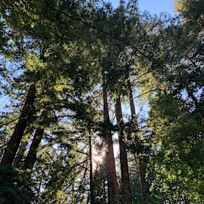 Enchanted Forest Retreat - Group