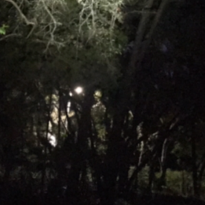 Felt very enchanted at Night
As a Pagan, great full moon experience