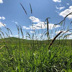 Blue sky and tall grasses
