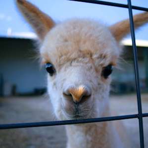 The newly born alpaca baby is very curious