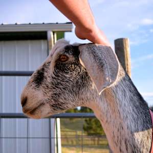 Gandalf the Grey is head of the goat greeting committee.